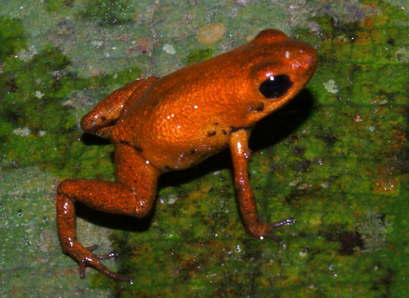 Gemini's Dart Frog (Photo by Abel Batista)