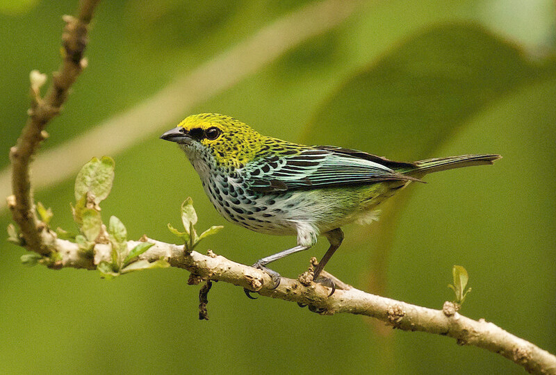 Photo taken during an expedition searching for Urich's Tyrannulet in Venezuela in May 2021. (Photo by David Ascanio)