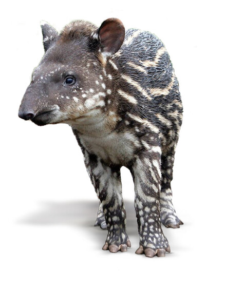 Tapir baby. Retouched by Jesus Felix. Used at Wild Night for Wildlife 2019.