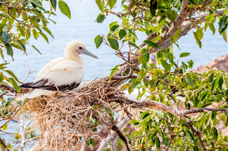 Seabird sitting in a nest on Redonda Island. © Ed Marshall / Fauna & Flora