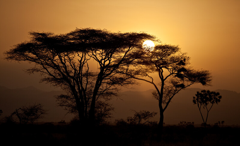 Sunset behind acacia trees in Meru National Park, Kenya