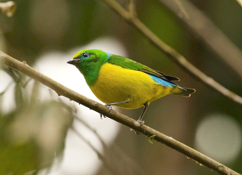 Photo taken during an expedition searching for Urich's tyrannulet in Venezuela in May 2021. (Photo by David Ascanio)