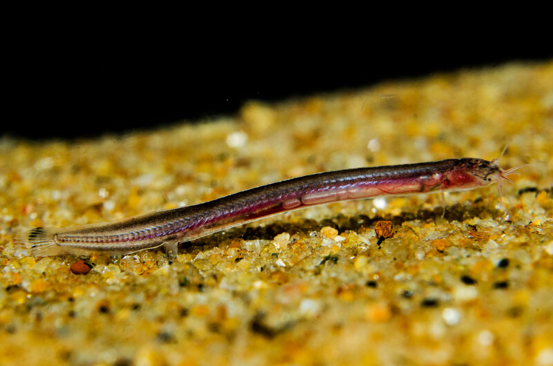 Pathala Eel Loach (Pangio pathala). (Photo by Arjun C.P.)