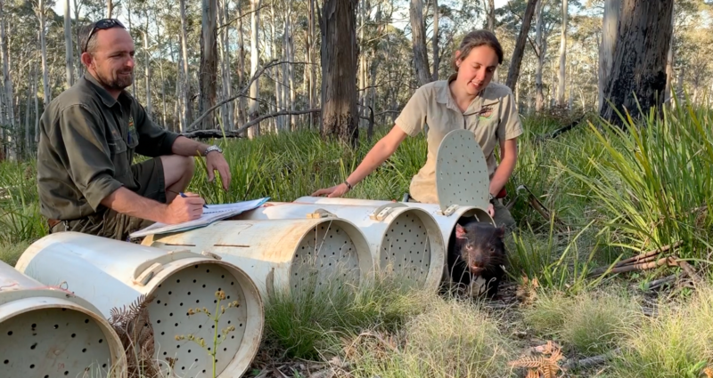 Tasmanian Devils. Photos courtesy of Aussie Ark
