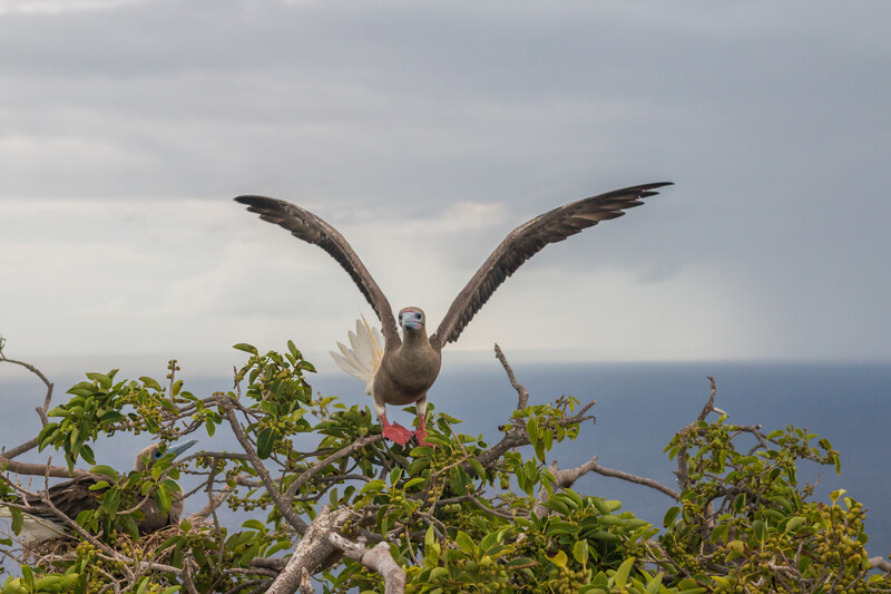 Booby species about to take flight on Redonda Island. © Ed Marshall / Fauna & Flora 