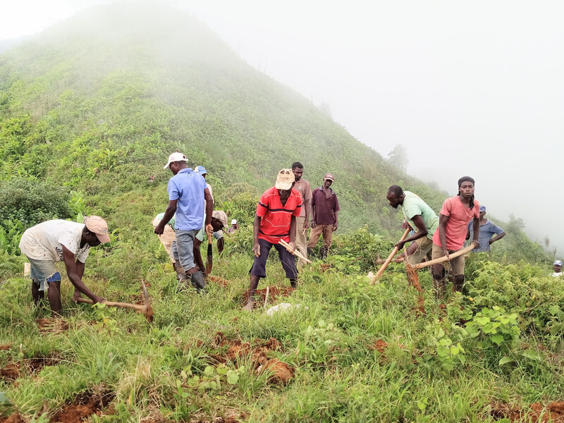Hired local community members planting native plants in Grand Bois National Park.