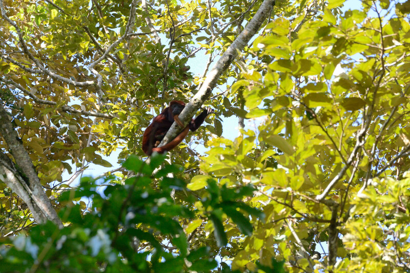 Red howler, Alouatta seniculus