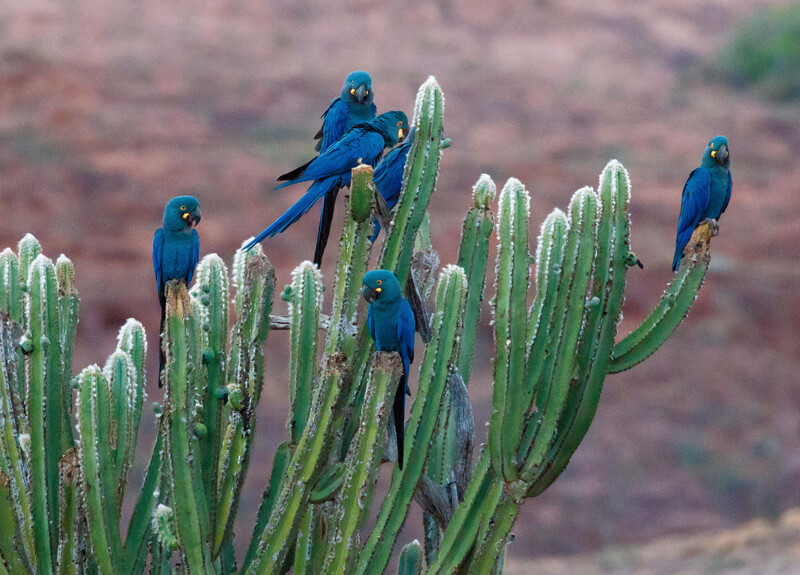 Indigo (Lear's) Macaw (endemic)