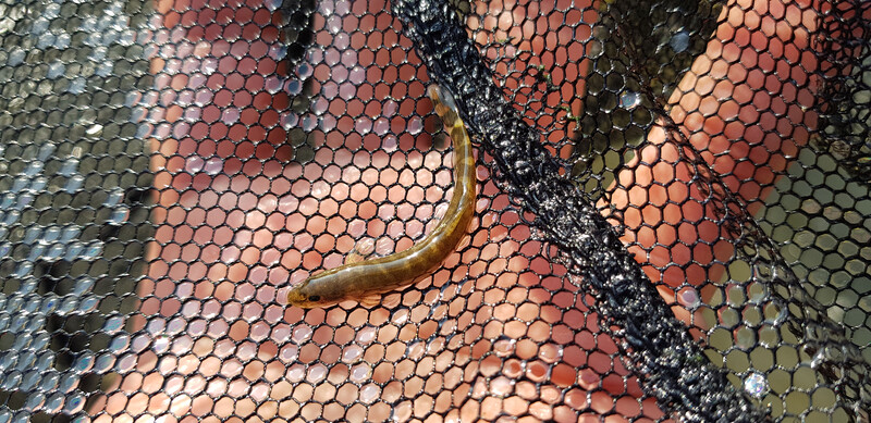 A Batman River Loach. (photo courtesy of Re:wild)