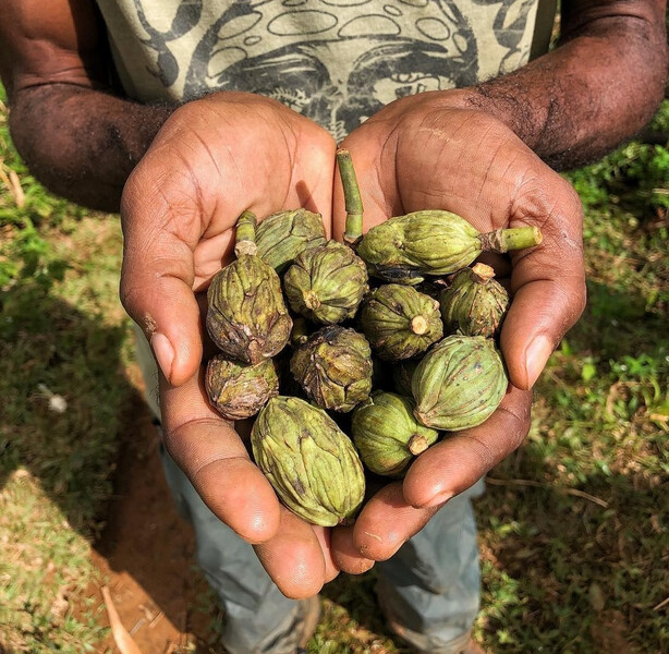 Native plants seeds at Haiti National Trust nursery.