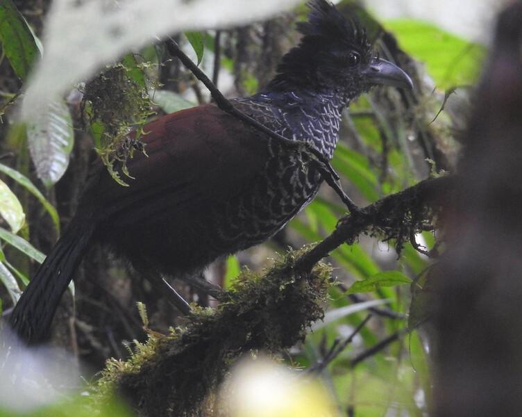 Banded Ground-Cuckoo (Nemorphus radiolosus). Photo by ProAves Colombia via Creative Commons license