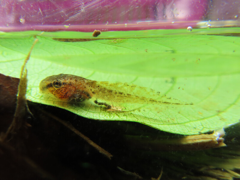 A tapir valley tree frog tadpole. (Photo by Valeria Aspinall)