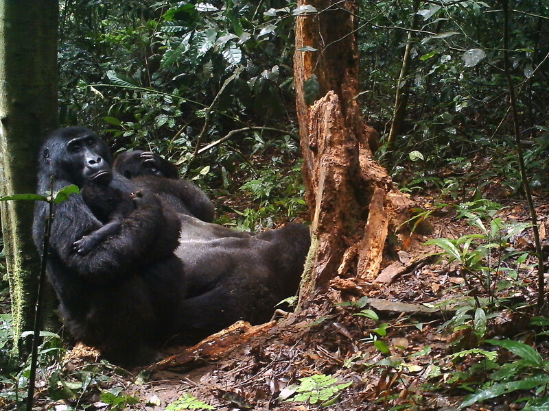 Female Eastern Lowland Gorilla with infant captured with remote field camera in Tayna Nature Reserve.