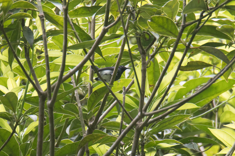 A slate-throated gnatcatcher, photographed during an expedition in search of the Sinú parakeet in Córdoba department in Colombia. The bird had not had a confirmed sighting in Córdoba since the 1960s. (Carlos Bran-Castrilló/Uraba Nature Tours)