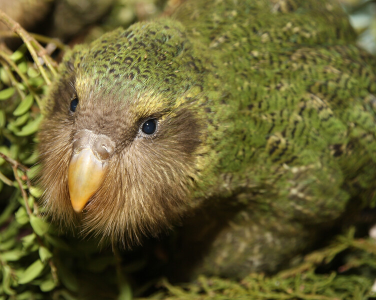 Kakapo chick (Photo by Dianne mason)