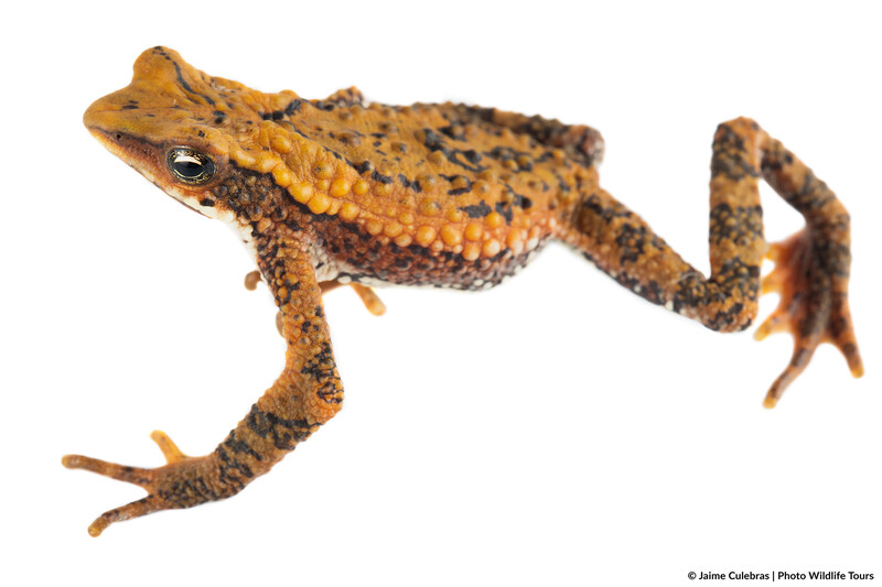 Atelopus laetissimus in Colombia (Photo by Jaime Culebras/Photo Wildlife Tours)