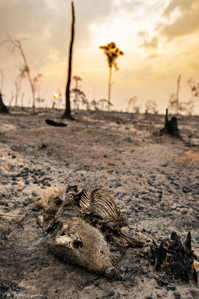 The body of a white-lipped peccary--classified as vulnerable on the IUCN Red List of Threatened Species, whose home in the southern region of the Brazilian Amazon is currently on fire.  (Photo by Gustavo Figueirôa/Rede Pro UC)