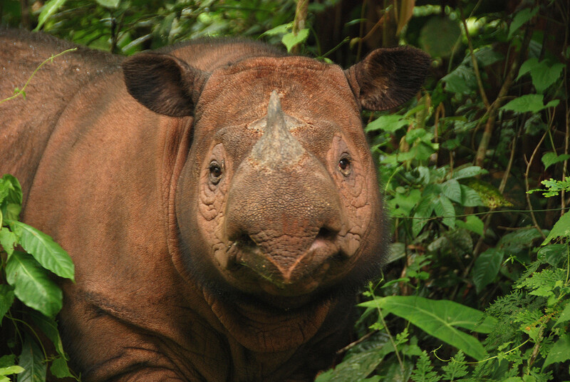 Sumatran Rhino photos by GWC senior associate Bill Konstant.