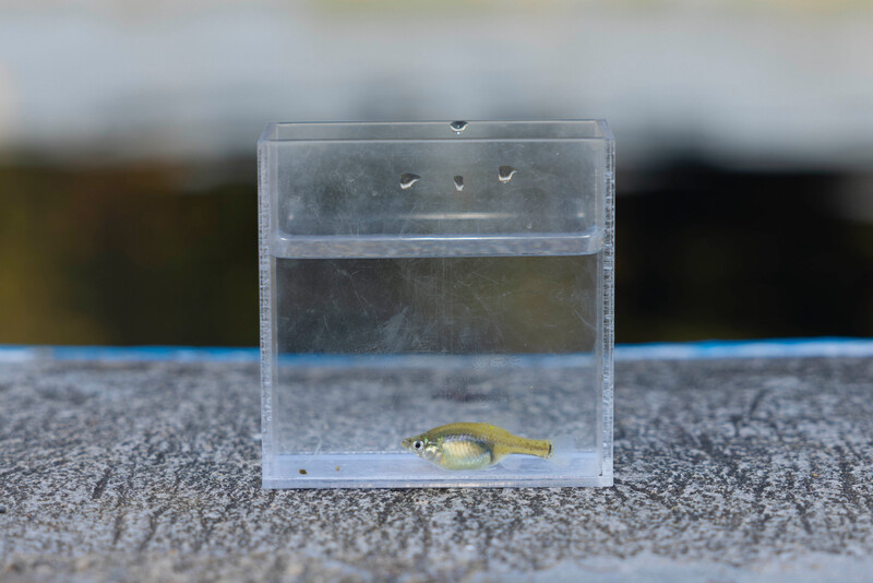 Golden Skiffia ready for release back into the wild. (Photo by Manfred Meiners/Re:wild)