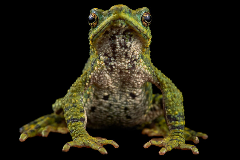 Atelopus laetissimus, Colombia