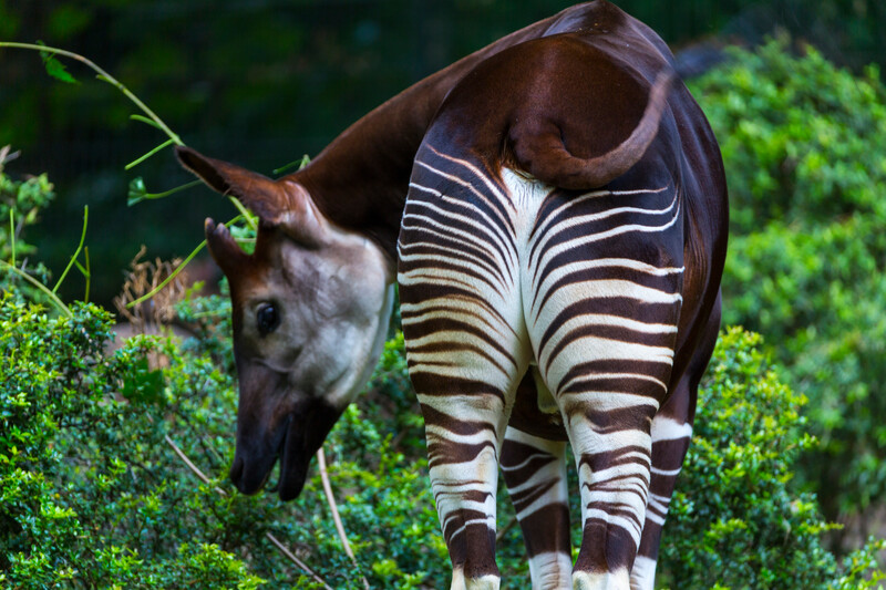 Okapi Copyright (c) 2022 Juan Carlos Munoz/Shutterstock. No use without permission.