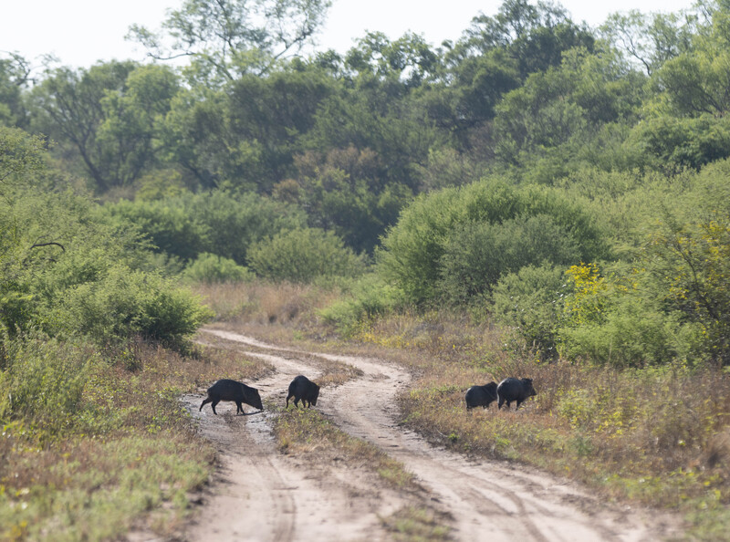 Rewilding Argentina s future