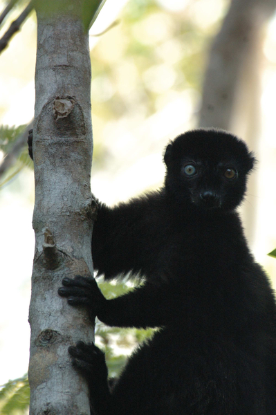 Photo by Russ Mittermeier, Re:wild