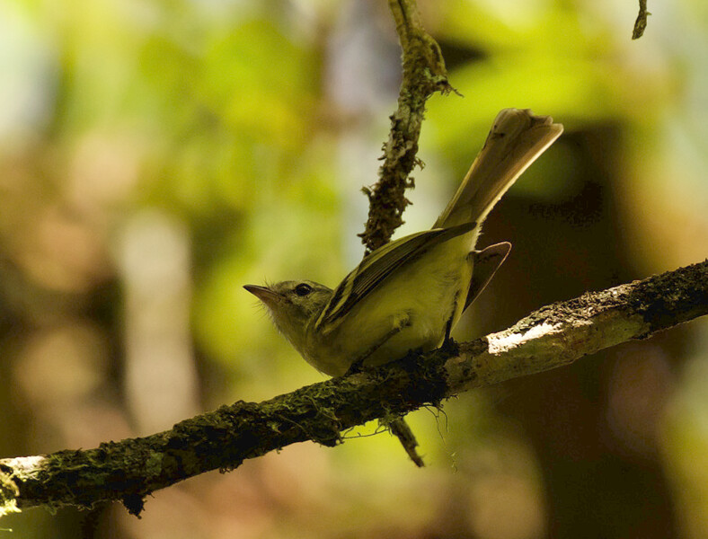 An Urich's tyrannulet. The photo was taken by an expedition team in Venezuela searching for the species, which has not had a recorded sighting since 2005. The expedition teams' photos are the first-ever clear photos of the species. (Photo by David Ascanio)