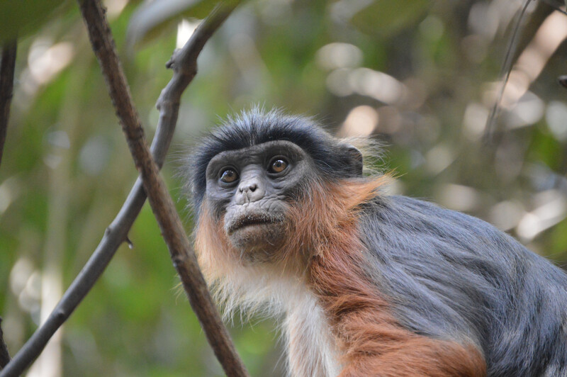 enorm Udover Modernisering red colobus