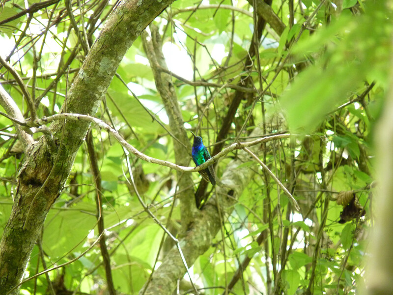 PHOTO: A male Santa Marta sabrewing. The species was rediscovered in Colombia's Sierra Nevada de Santa Marta. The hummingbird had not had a documented sighting in 13 years and was included on the Search for Lost Birds list of the top 10 most wanted lost birds. It was only the third time the hummingbird has been documented since it was described by science in 1946. (Photo by Yurgen Vega/SELVA/ProCAT)
