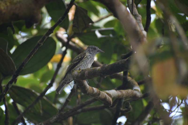 A sharpbill, photographed during a recent expedition to Alto Sinú in Córdoba department, Colombia in search of the Sinú parakeet. The sharpbill is another rare bird that has only been documented a handful of times in Colombia. (Johann Villalba)