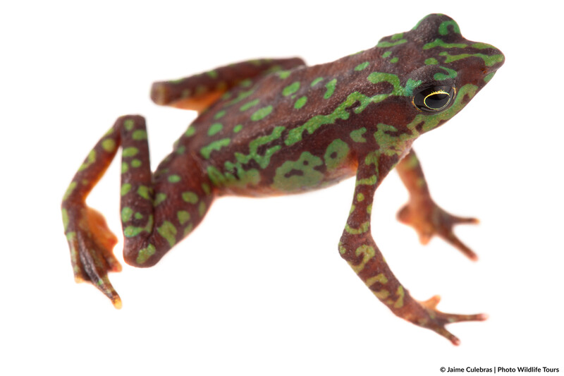 Photo: Atelopus palmatus in Ecuador (Photo by Jaime Culebras/Photo Wildlife Tours)