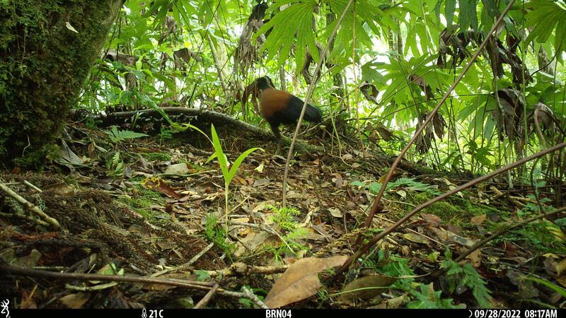 The black-naped pheasant-pigeon, a species lost to science since 1882, was rediscovered after camera traps setup by an expedition team with the Search for Lost Birds in Papua New Guinea captured photos of the large, ground-dwelling bird in Papua New Guinea. (Doka Nason/American Bird Conservancy)