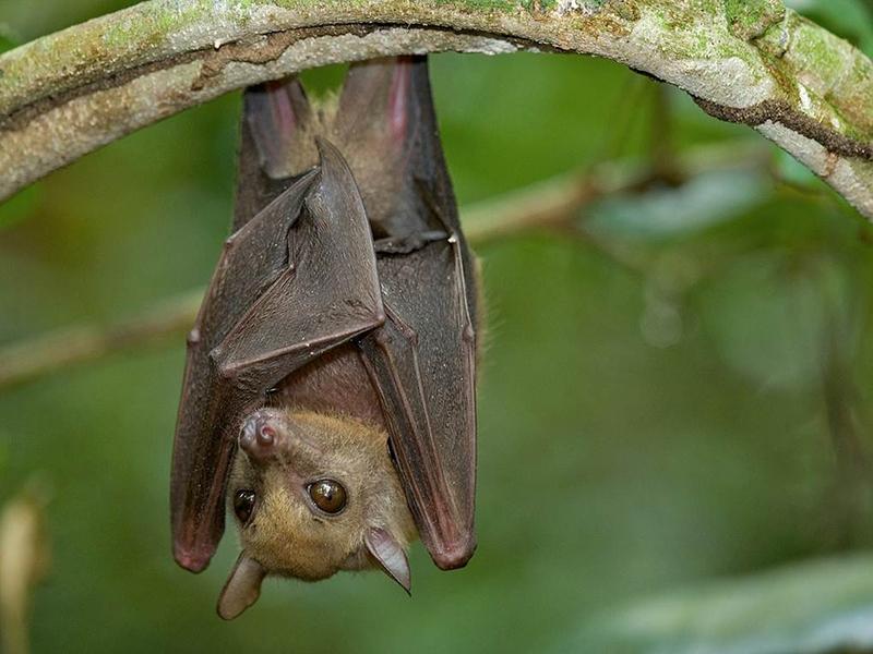 Fruit bat (Myonycteris torquata) in Atewa Forest. (Photo by Piotr Naskrecki/Conservation International)