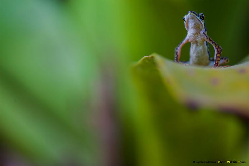 Atelopus coynei in Ecuador (Photo by JaimeCulebras/Photo Wildlife Tours)