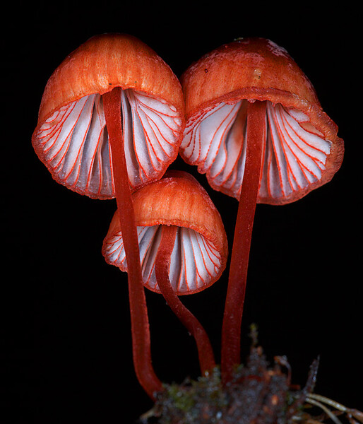 Up Skirts, Mycena uru, Victoria, Australia (Photo copyright Stephen Axford and Catherine Marciniak, www.planetfungi.movie)