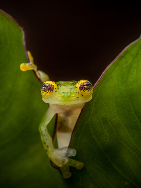 Upper Amazon Glass Frog (Hyalinobatrachium munozorum) in the Choco forests of Colombia. Glass frogs are often a good indicator of ecosystem health. This is a species of Least Concern. (Photo © Robin Moore / Re:wild)