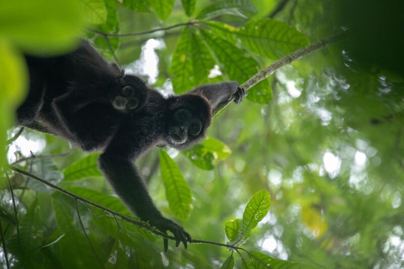 This is the Brown-headed Spider Monkey (Ateles fusciceps fusciceps), a critically endangered subspecies of the Black-headed Spider Monkey, found in the northwest of Ecuador and primarily the Chocó region. Tesoro Escondido Reserve has been studying this species, learning about their habitat needs, biological structure, and threats. The two greatest threats are habitat loss and hunting, and Tesoro Escondido Reserve has been working with the local community to tackle both. They’ve been implementing some creative ways to work with their neighbors, creating a trade exchange of goods and bringing community members into the rainforest to experience the wildlife. This is one of the top 25 most endangered monkey species in the world, and the individuals at Tesoro Escondido Reserve are working hard to keep this species in the wild. These monkeys are an extremely important part of this endangered ecosystem, as they disperse seeds and act as a building block within the food web.