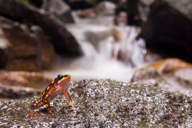 Photo by Gustavo Pazmiño