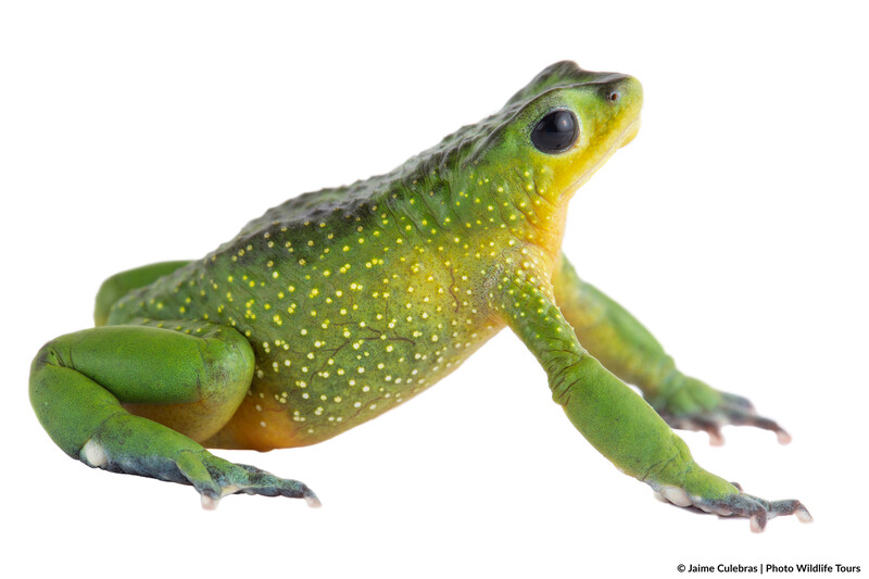 Atelopus exiguus in Ecuador (Photo by Jaime Culebras/Photo Wildlife Tours)