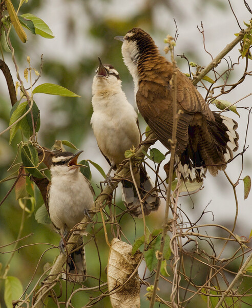 A Cucarachero Currucuhú in Santa Fe, Venezuela. Photo taken during the expedition searching for Urich's Tyrannulet in Venezuela in May 2021. (Photo by David Ascanio)