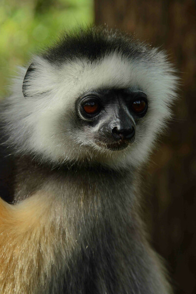 Diademed sifaka, Lemur Island