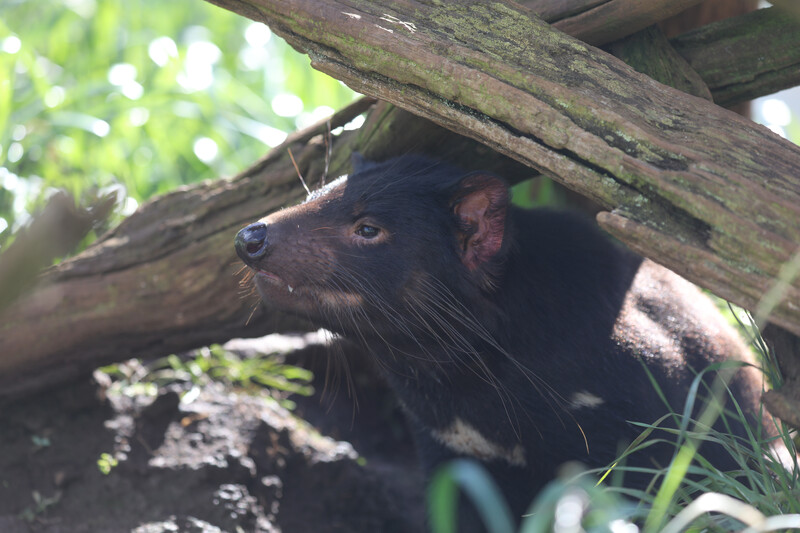 Tasmanian Devil shortly after release into a wild sanctuary on  on Barrington Tops. (Photo by Aussie Ark)