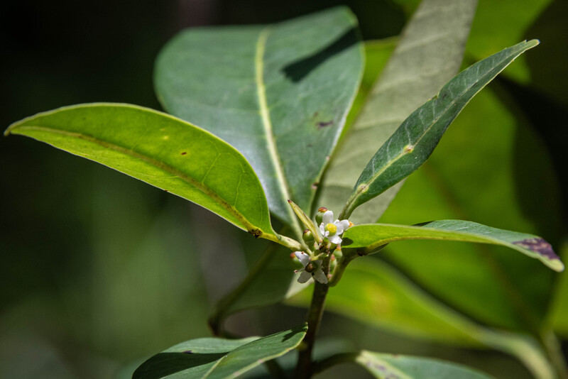 Pernambuco Holly (Ilex Sapiiformis). (Photo by Fred Jordão)