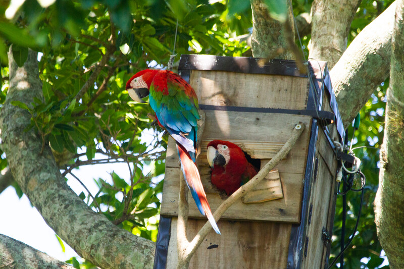 macaw nest box