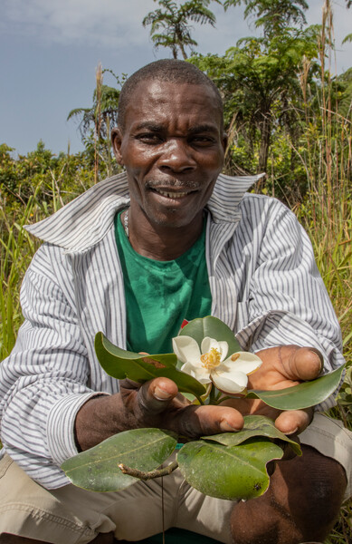 Local Haitian guide Louis Serge Da with Magnolia emarginata Photo by Eladio Fernandez
