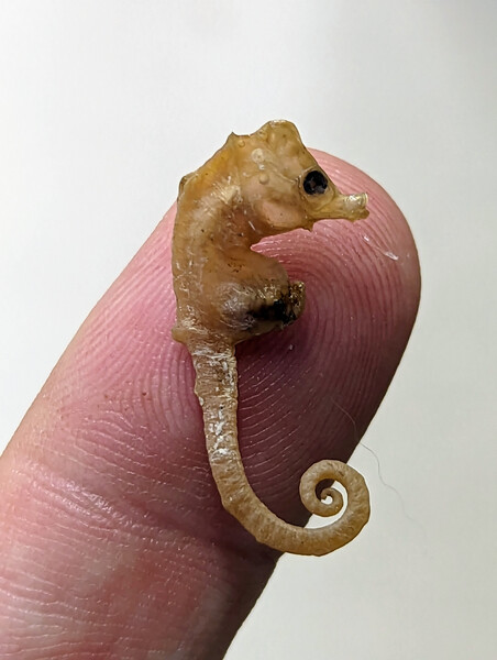 One of the four type specimens of the Bullneck Seahorse from the CSIRO collection. (Photo courtesy of Graham Short).