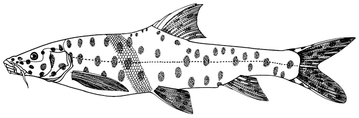 This critically endangered fish is found in the Tigris-Euphrates river system in Eastern Turkey, Eastern Syria, Iran and Iraq. The species was last seen during the 1990s when six fish were caught. (Illustration by Susan Laurie-Bourque)