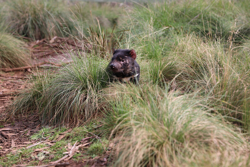 Tasmanian Devil Lenny, the timid one. (Photo by Aussie Ark)