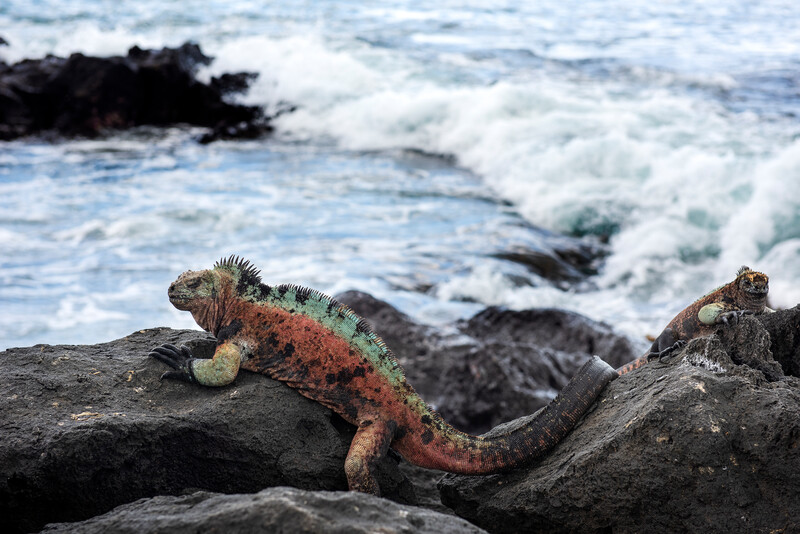 A Floreana Marine Iguana sitting on rocks near the ocean on Floreana Island.   Re:wild, Island Conservation and the Galápagos National Park Directorate are working together across the Galápagos region over the next 10 years to restore 25 islands and protect at least 30 percent of each country’s waters. (Photo by Andrew S. Wright)  